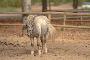 Poney tacheté debout dans un enclos de terre, clôture en bois en arrière-plan.