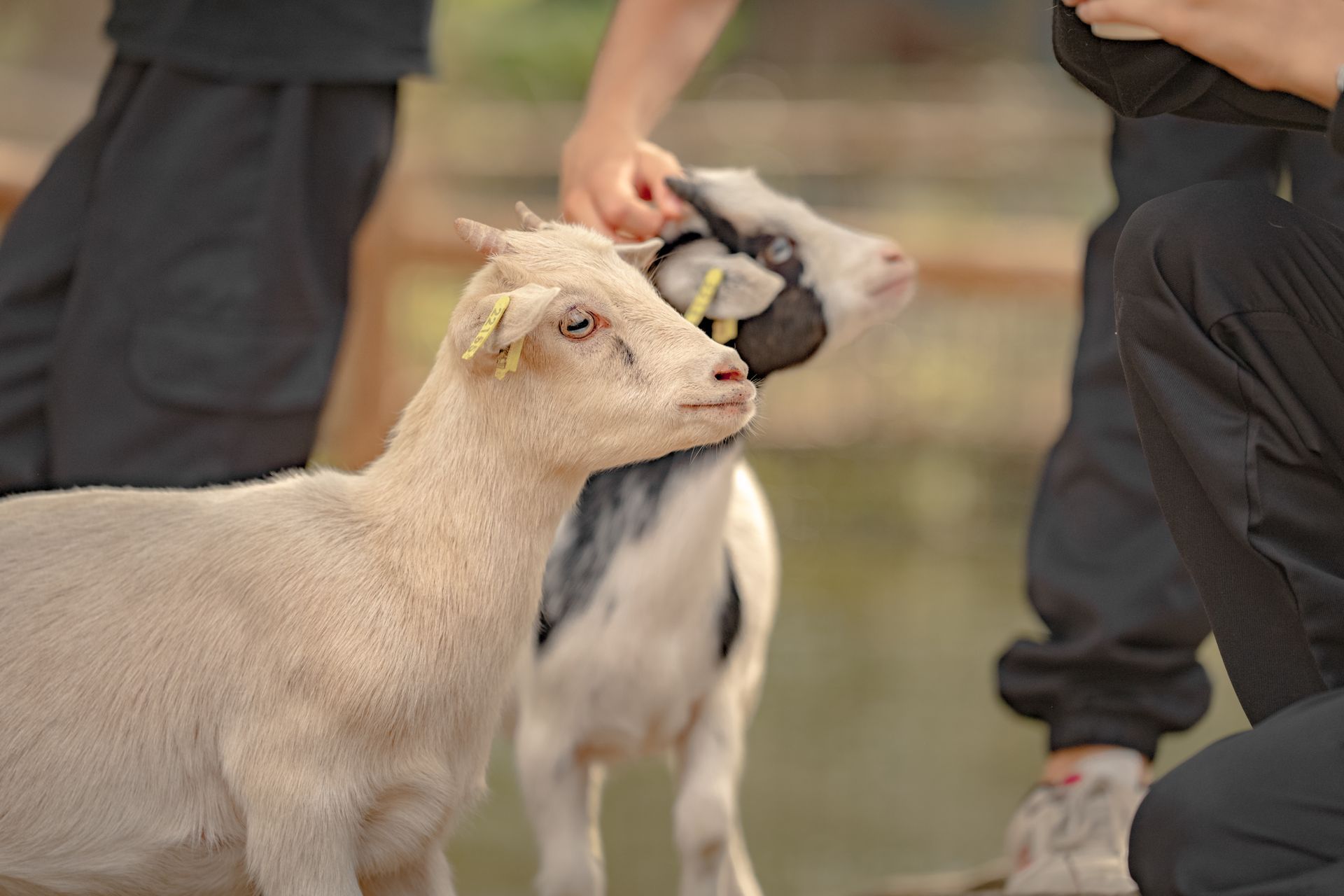 Deux chèvres sont caressées par des personnes. L'une est de couleur crème, l'autre noire et blanche.