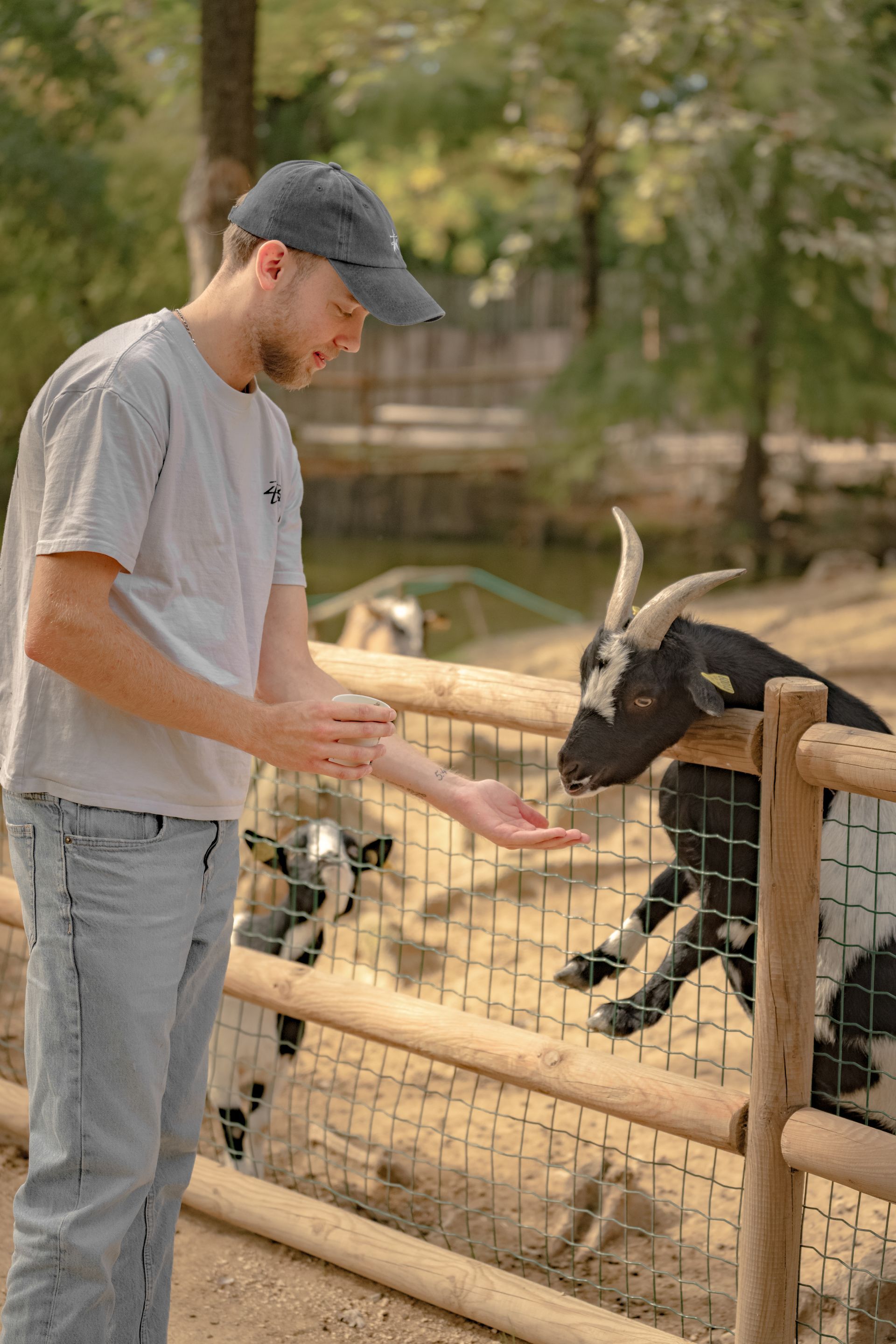 Un homme portant une casquette nourrit des chèvres près d'une clôture en bois, à l'extérieur.