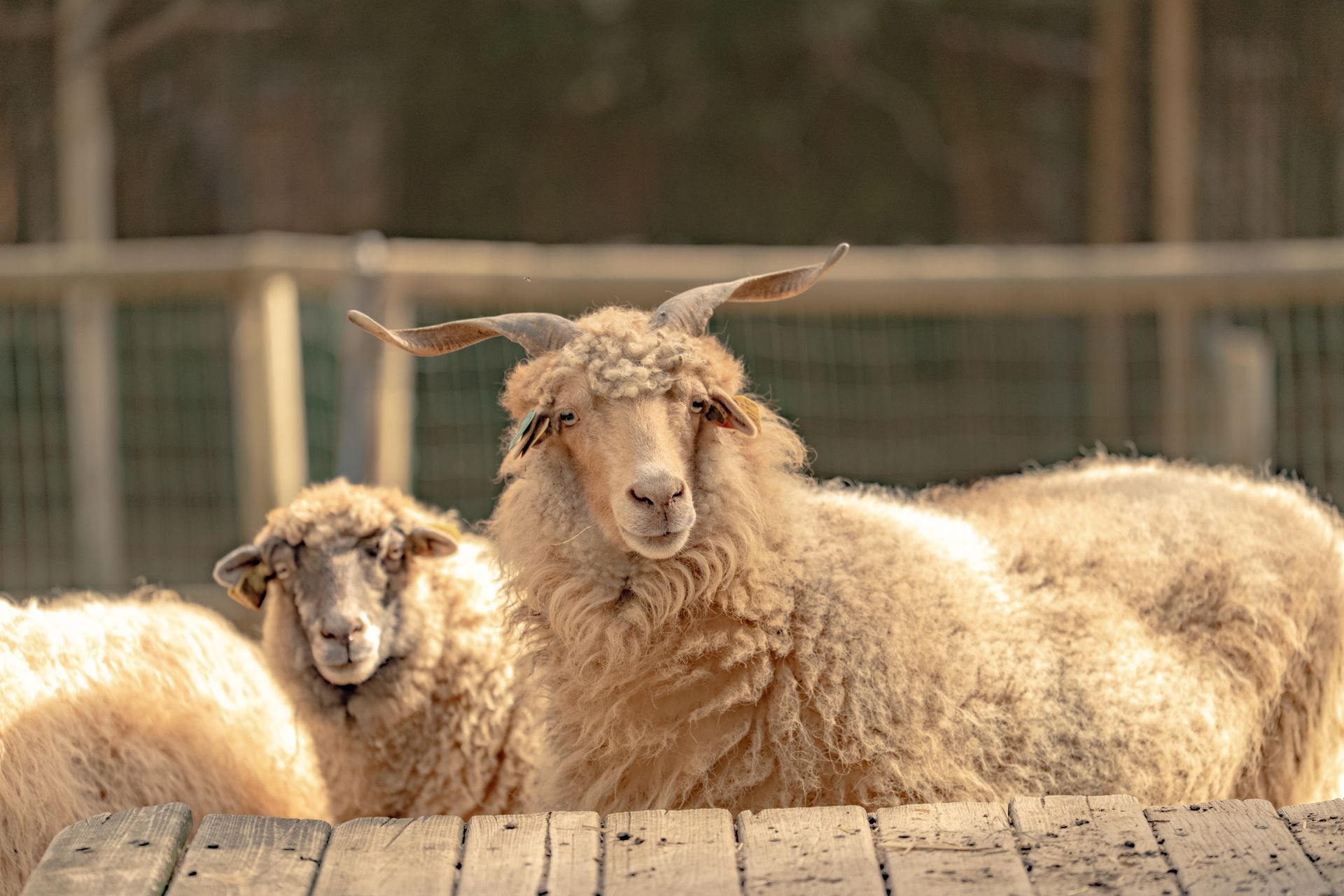 Deux moutons beiges et duveteux aux cornes recourbées se tiennent près d'une clôture en bois, le regard tourné vers l'avant.