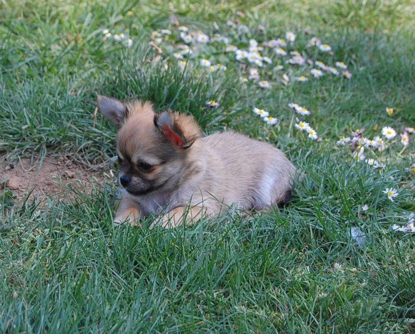 Passion Canine, élevage de Chihuahua à Rezé près de Nantes