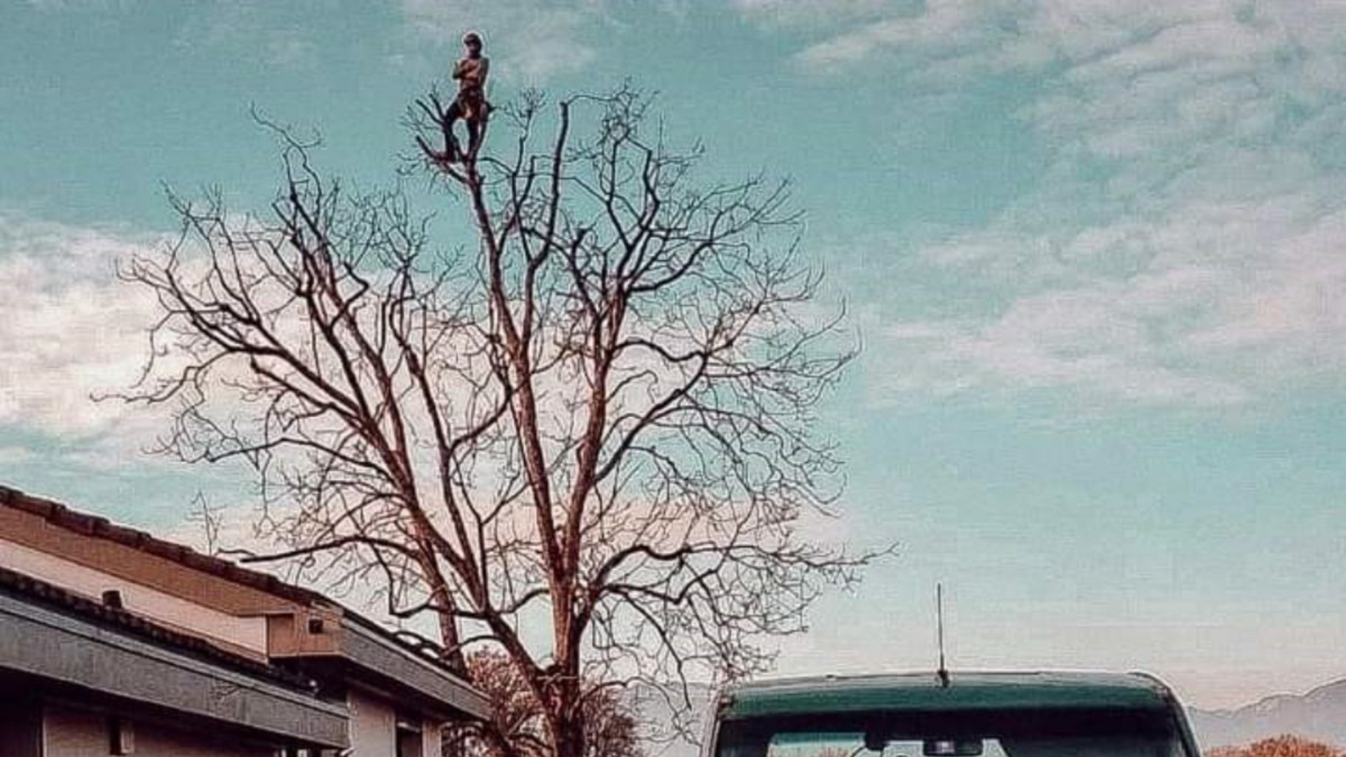 soin des arbres