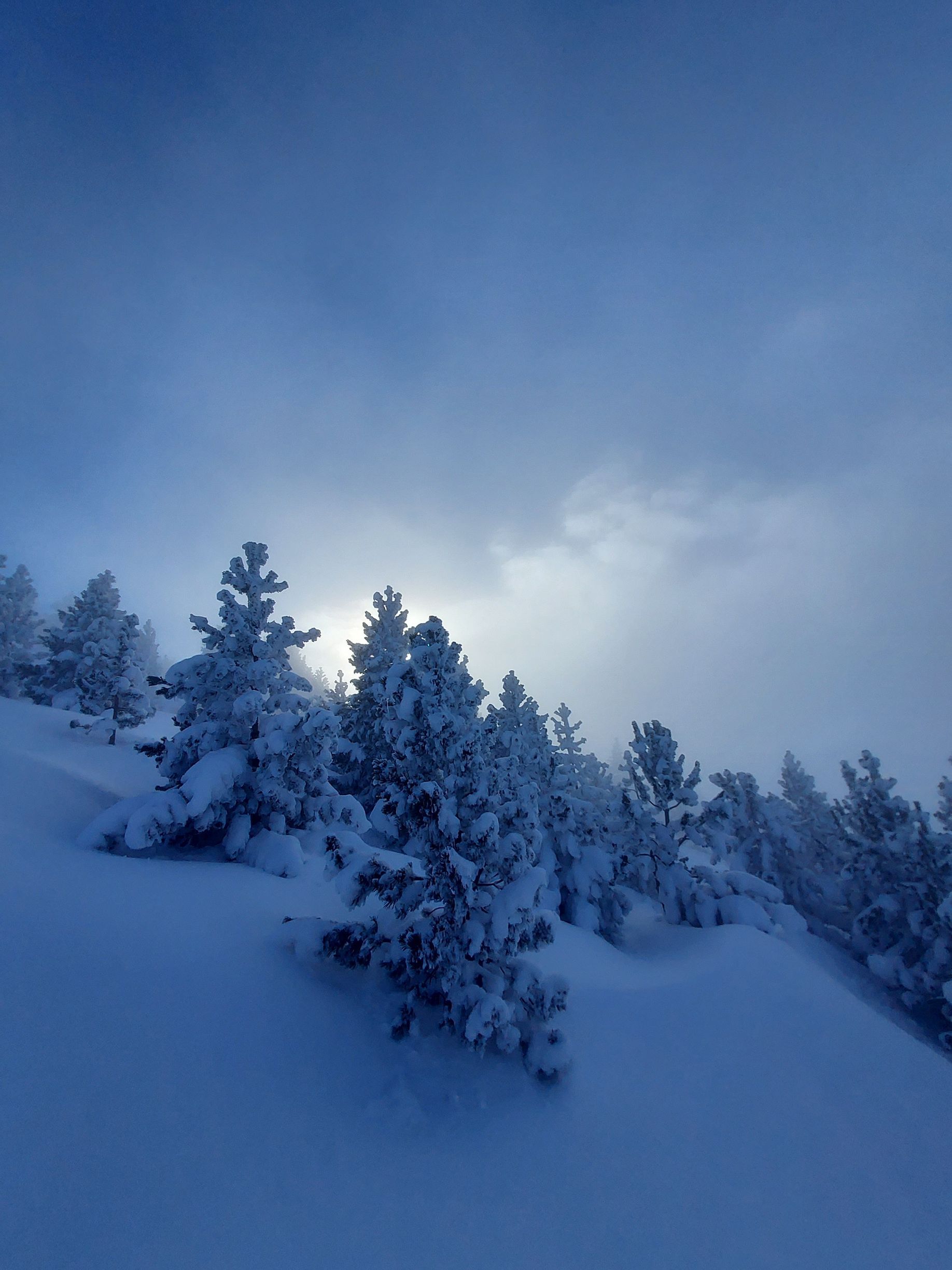 Sapin enneigé au couché de soleil