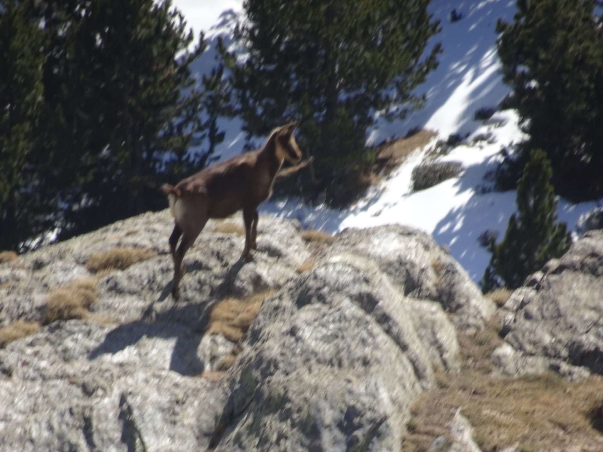 Chamois sur un rocher