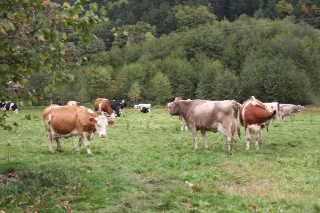 Vaches élevées en plein air pour un fromage artisanal