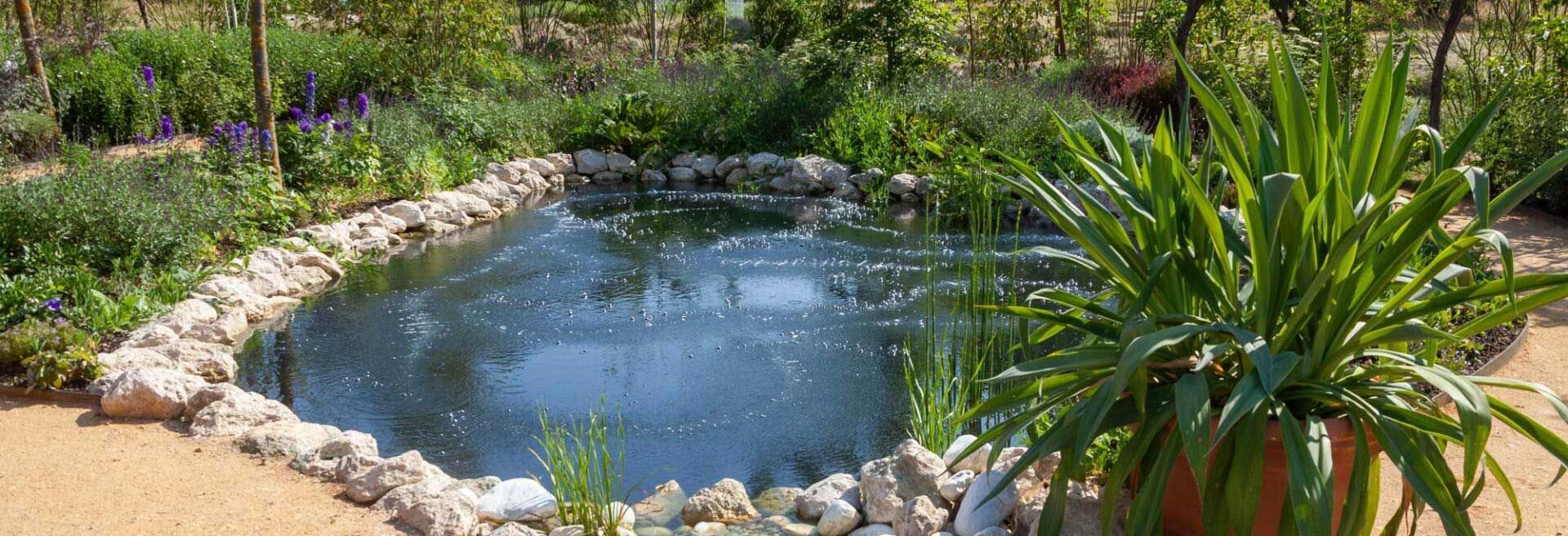 Jardin avec bassin et plantes aquatiques