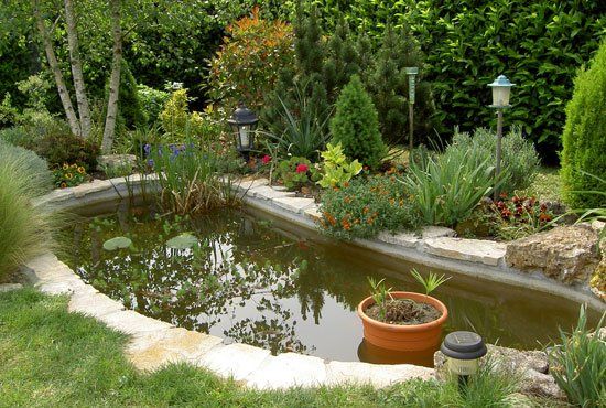 Bassin dans un jardin avec des plantes aquatiques