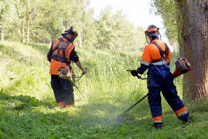 Deux employés passant le rotofil à coté d'un arbre