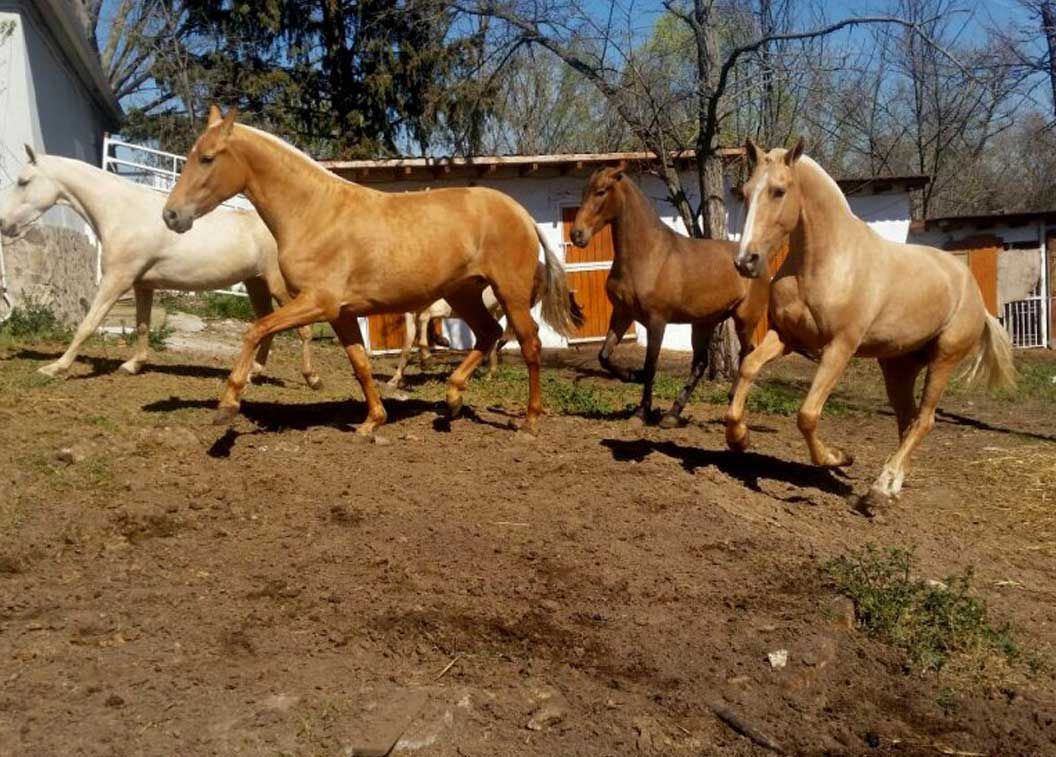 Un grupo de caballos corre en un campo de tierra.