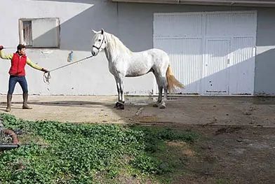 Un hombre está de pie junto a un caballo blanco con una correa.