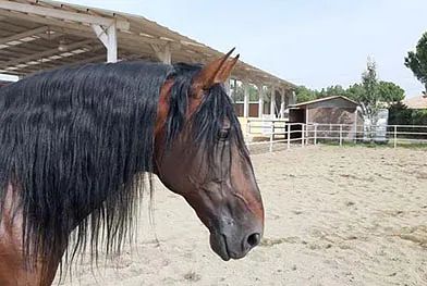 Un caballo marrón con una melena larga está parado en un campo de tierra.