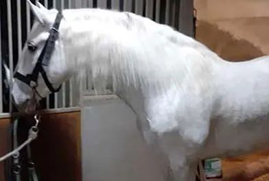 Un caballo blanco con una brida negra está parado en un establo.