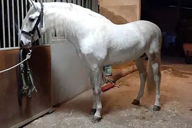 Un caballo blanco está parado en un establo.