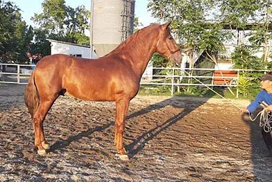 Un hombre está de pie junto a un caballo marrón en un campo de tierra.