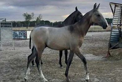 Un par de caballos parados uno al lado del otro en un campo.