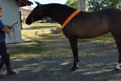 Un hombre está de pie junto a un caballo negro con una cinta amarilla alrededor de su cuello.
