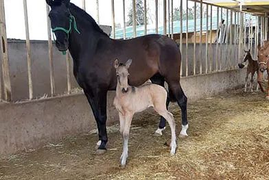 Un caballo negro y un potro blanco están parados uno al lado del otro en un establo.