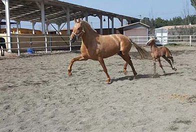 Un caballo y un potro corren en un campo de tierra.
