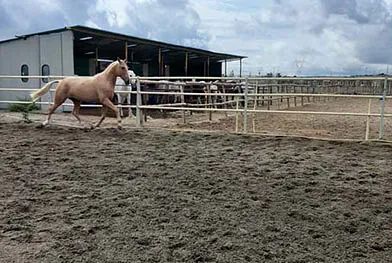 Un caballo está corriendo en un campo de tierra en un área cercada.