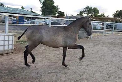 Un caballo está parado en un campo de tierra en un área cercada.