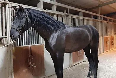 Un caballo negro está parado en un establo.