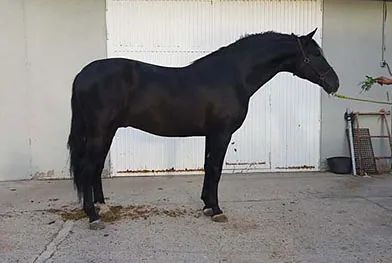 Un caballo negro está parado frente a una puerta de garaje blanca.