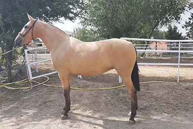 Un caballo está parado en el suelo en un área cercada.