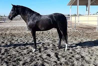 Un caballo negro está parado en la tierra en un área cercada.