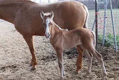 Un caballo marrón y un potro marrón están parados uno al lado del otro en la tierra.