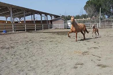 Un caballo y un potro corren en un campo de tierra.