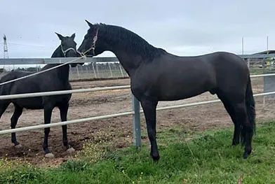 Dos caballos negros están parados uno al lado del otro en un área cercada.