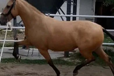 Un caballo marrón está corriendo en una zona cercada.