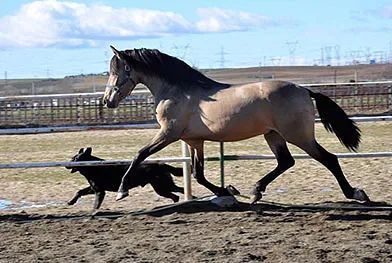 Un caballo y un perro corren en un campo de tierra.