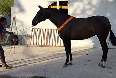 Una persona está parada al lado de un caballo negro atado con una correa.