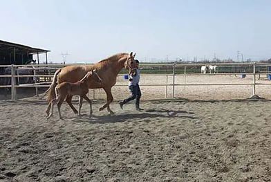 Un hombre pasea un caballo y un potro en un campo de tierra.