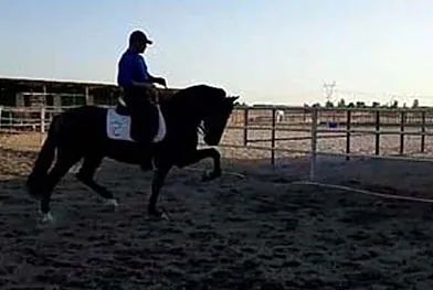 Un hombre monta un caballo negro en una zona cercada.