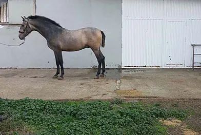 Un caballo está parado frente a un edificio blanco.