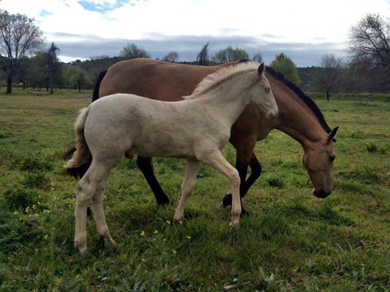 Un caballo marrón y un potro blanco de pie en un campo de hierba