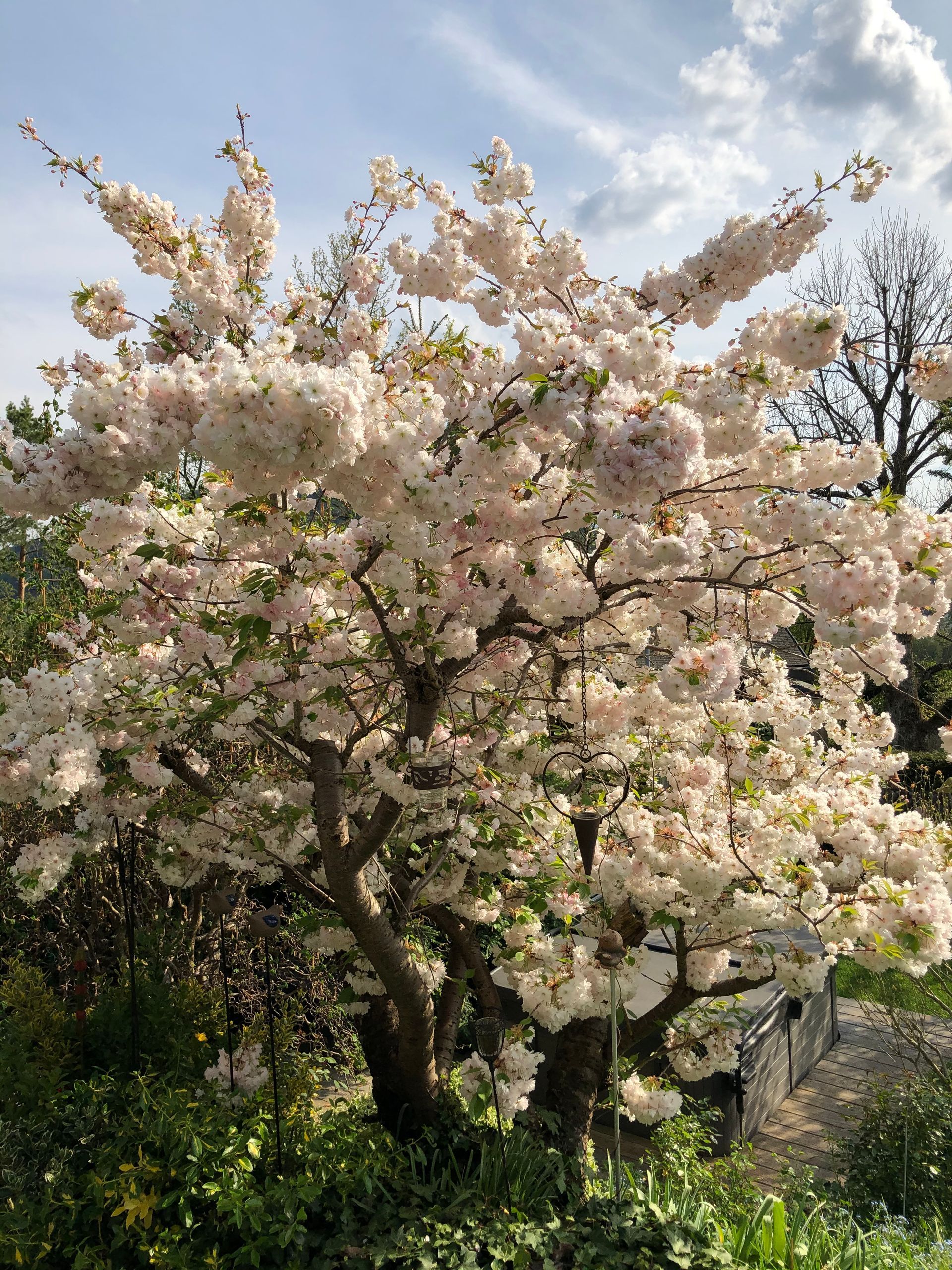 Trais Fluors Gartenbau Wasterkingen