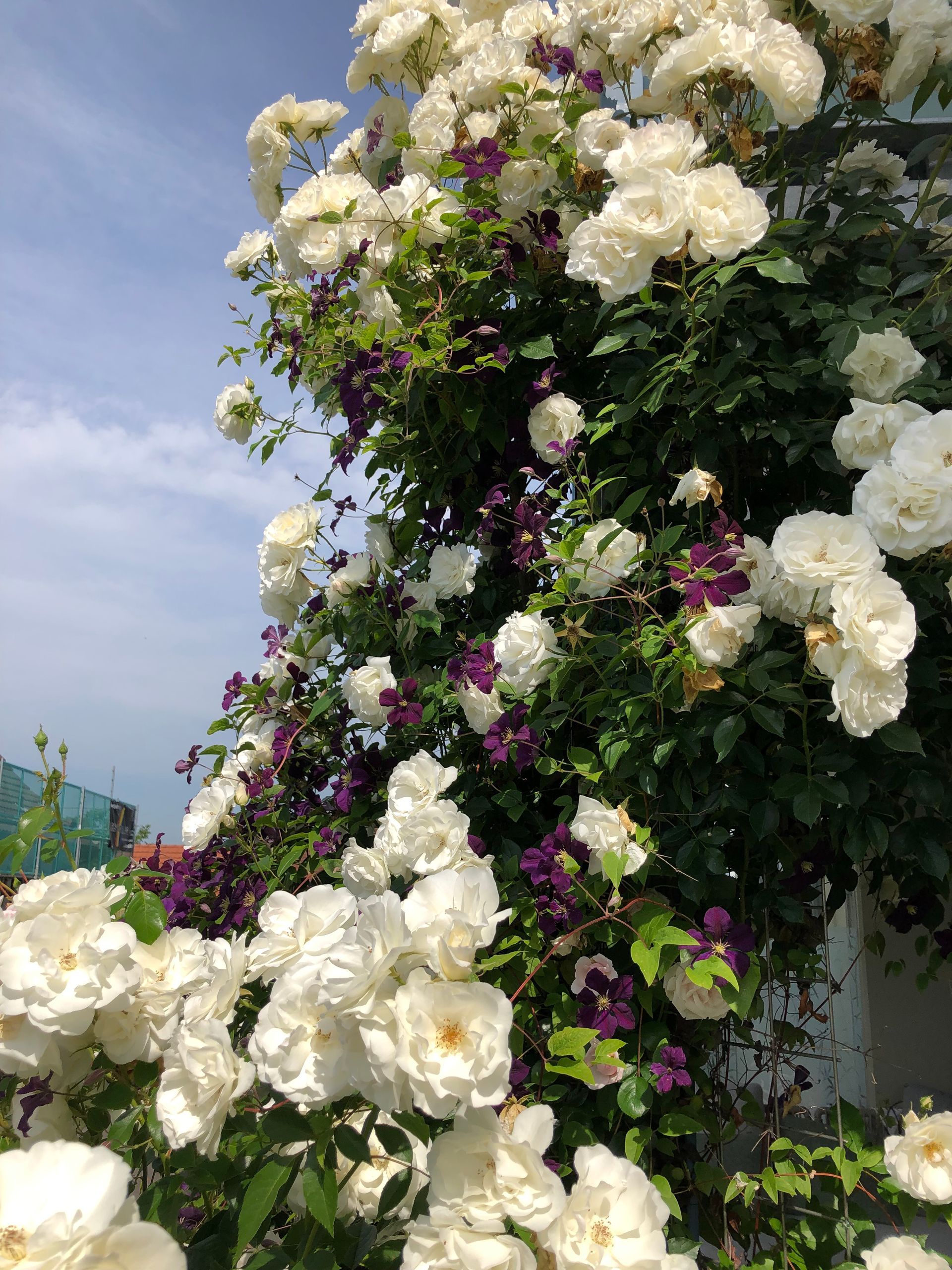 Gartengestaltung Embrach Trais Fluors Gartenbau