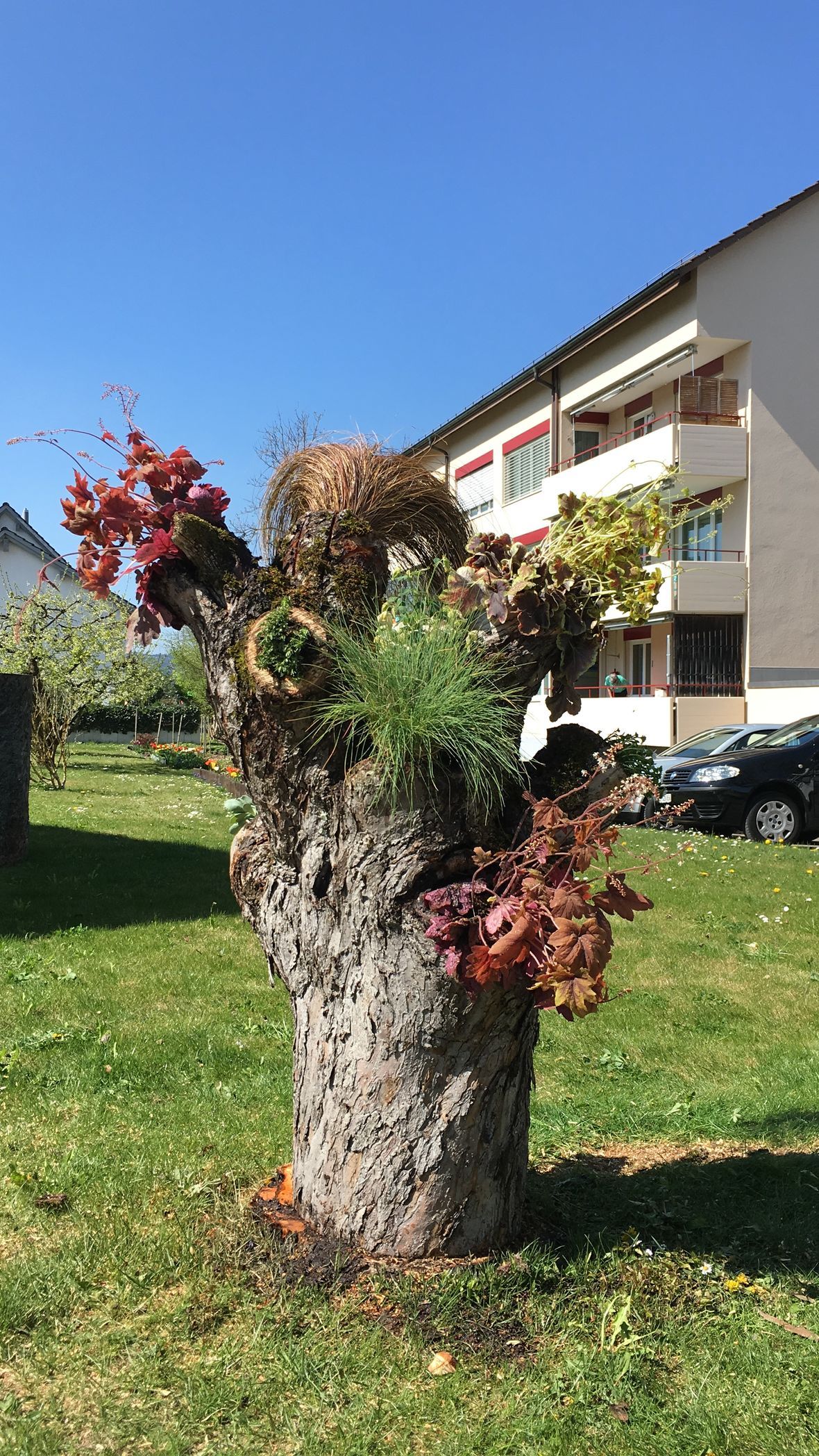 Moderne Gartengestaltung in Bülach mit blühenden Pflanzen.
