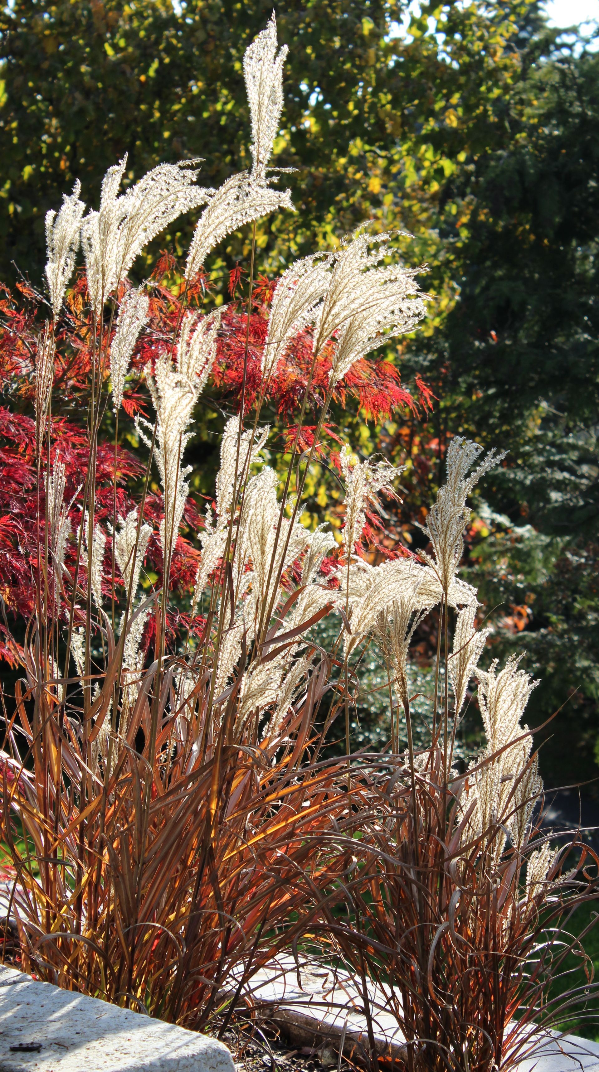 Gartengestaltung Wil ZH Trais Fluors Gartenbau