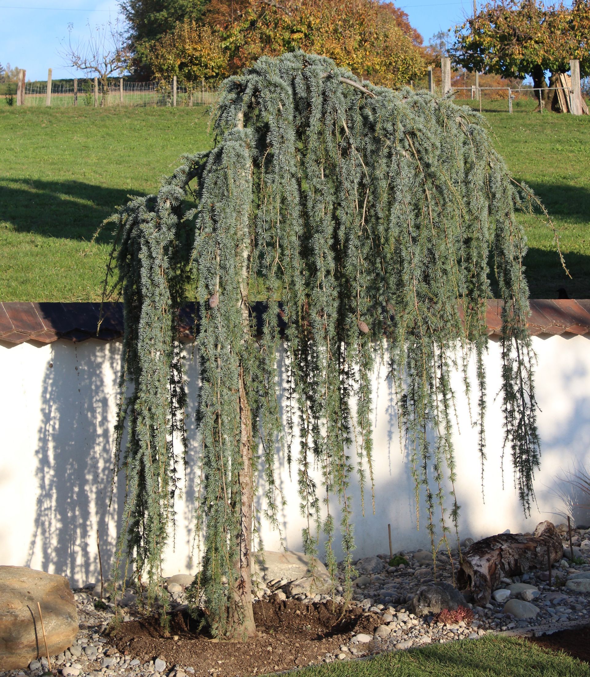 Gartenbau Bülach Trais Fluors Gartenbau