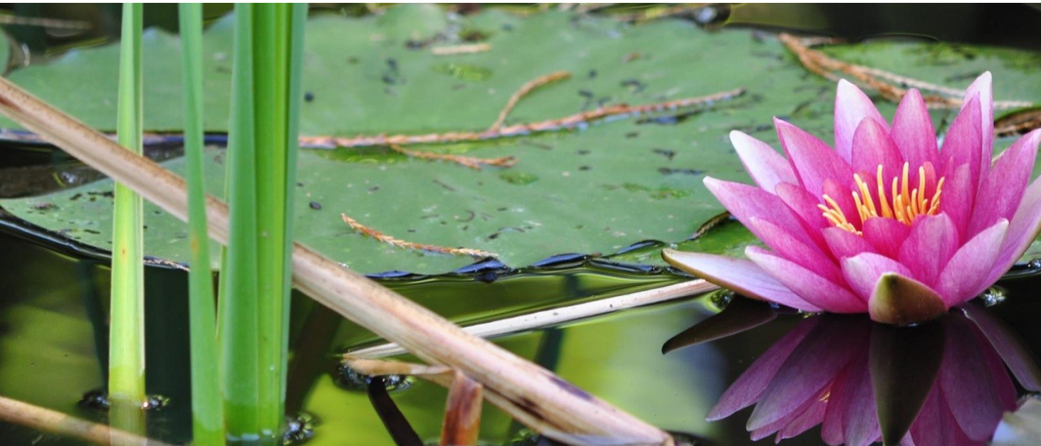 Gärtner Kloten Trais Fluors Gartenbau