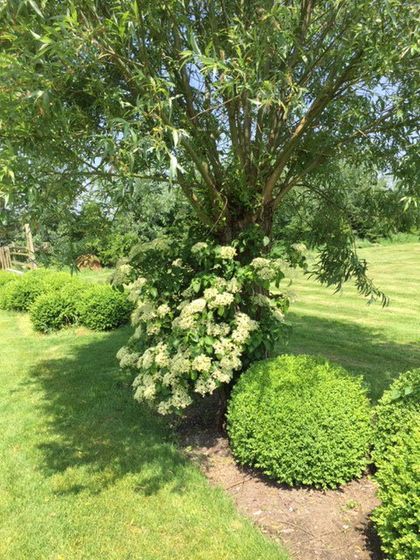 Tuin met boom en struiken