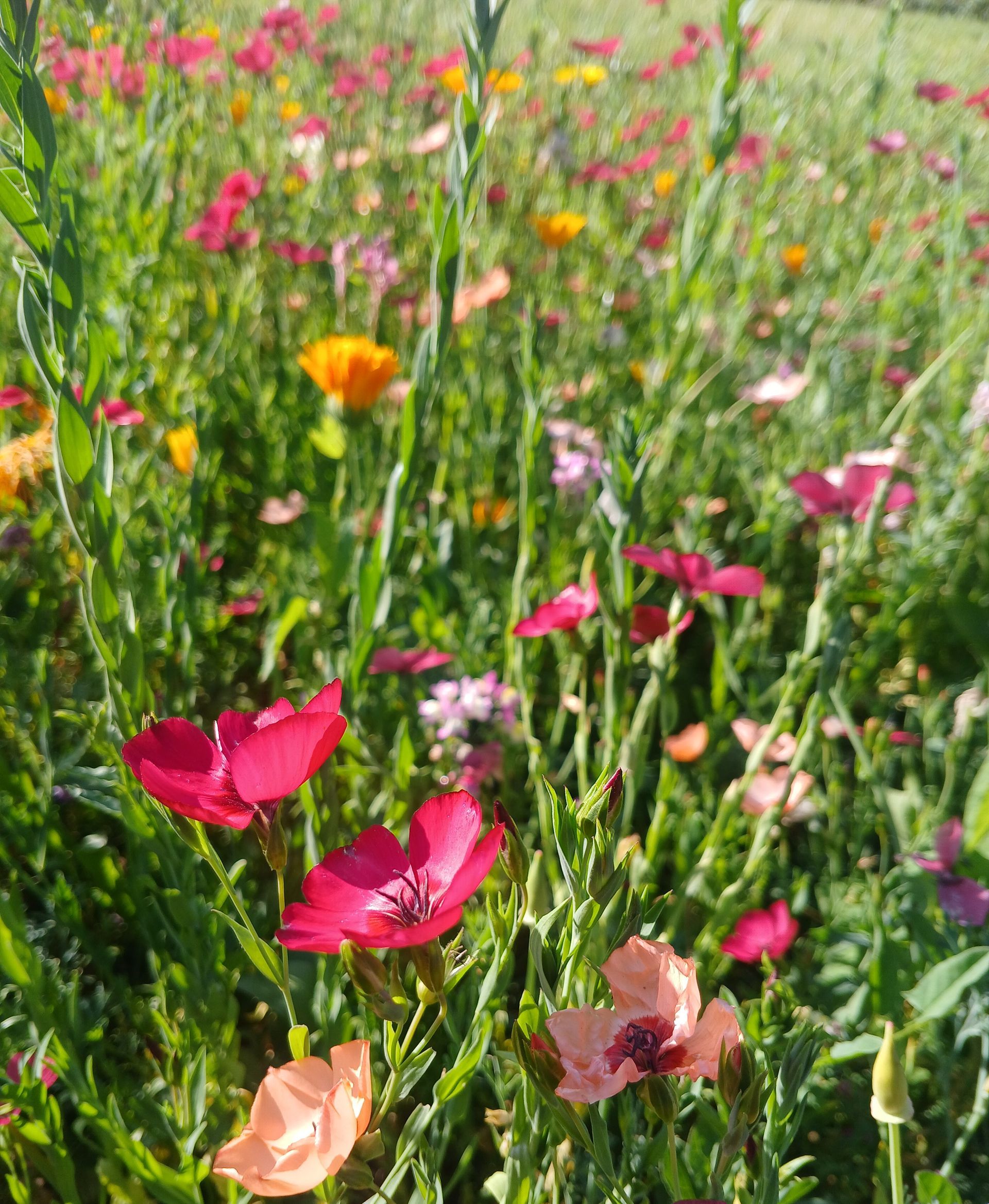 C'est le médecin qui décide de la prise en charge qui établit le bon de transport