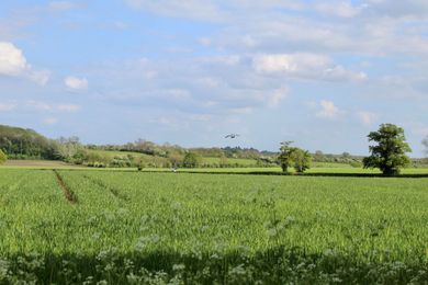 Campo verde con árboles bajo un cielo azul parcialmente nublado.