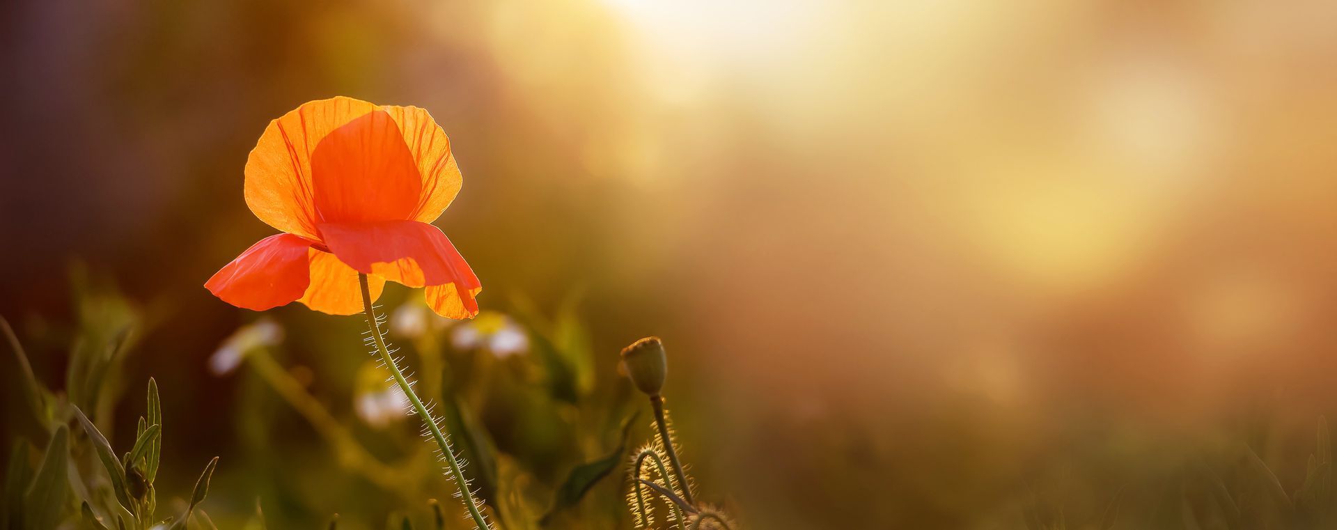 Des pavots orange brillant sous la douce lumière du soleil dans un champ au flou artistique.