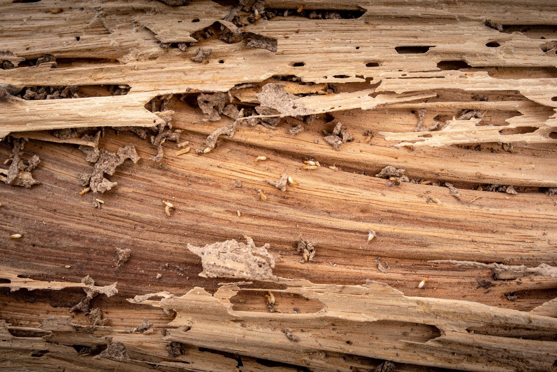 Traitement des bois et termites
