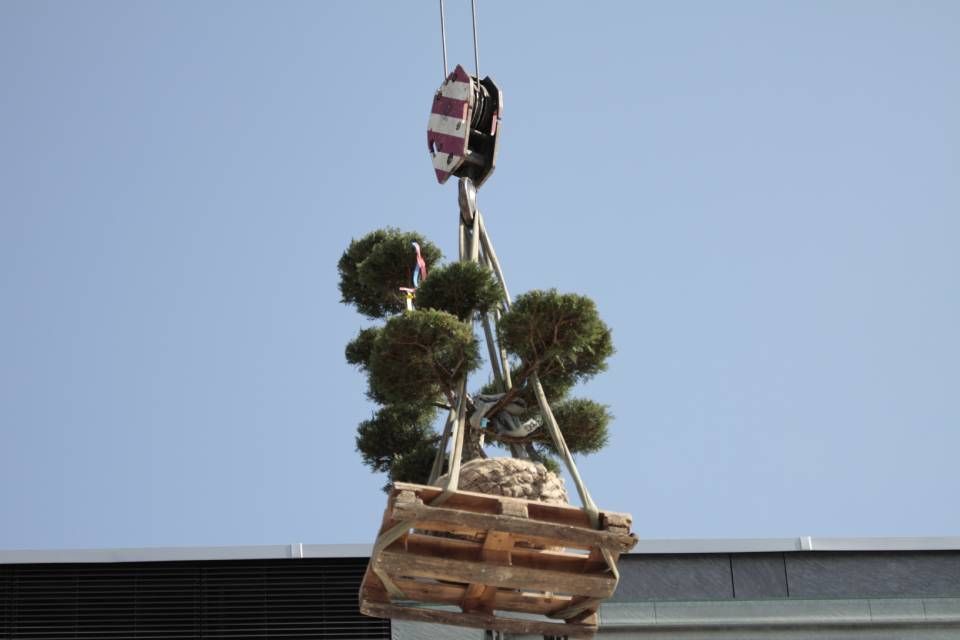 Ein Bonsai-Baum wird von einem Kran angehoben.